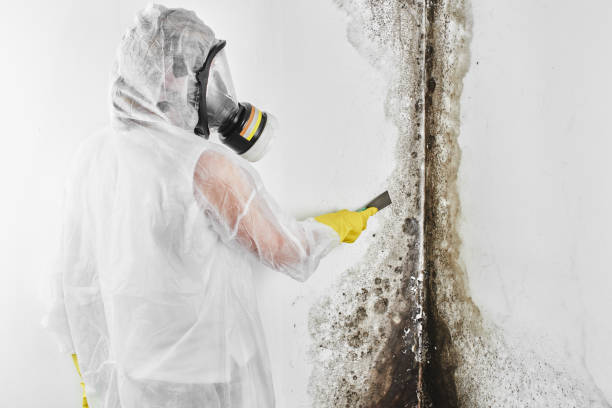 Best Home Mold Removal  in Broken Bow, NE