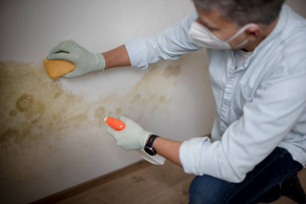 Trusted Broken Bow, NE Mold Removal Experts
