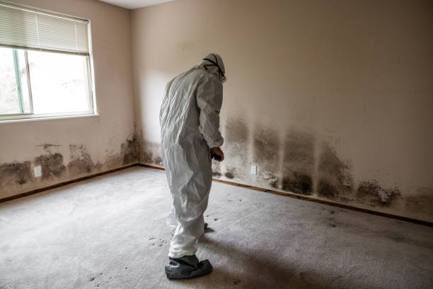 Best Affordable Mold Removal  in Broken Bow, NE