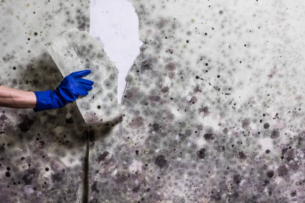 Best Mold Remediation  in Broken Bow, NE