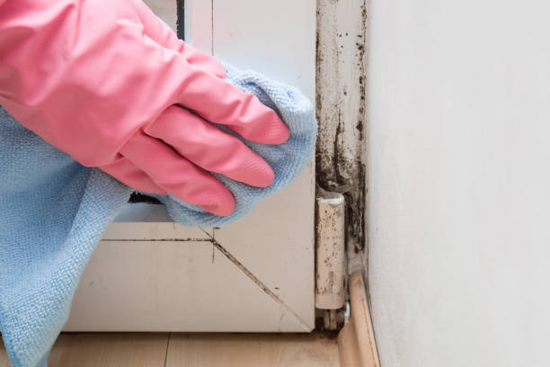 Best Professional Mold Removal  in Broken Bow, NE